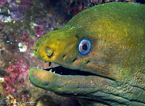 Green Moray Eel/Photographed with a Canon 60 mm macro len... by Laurie Slawson 